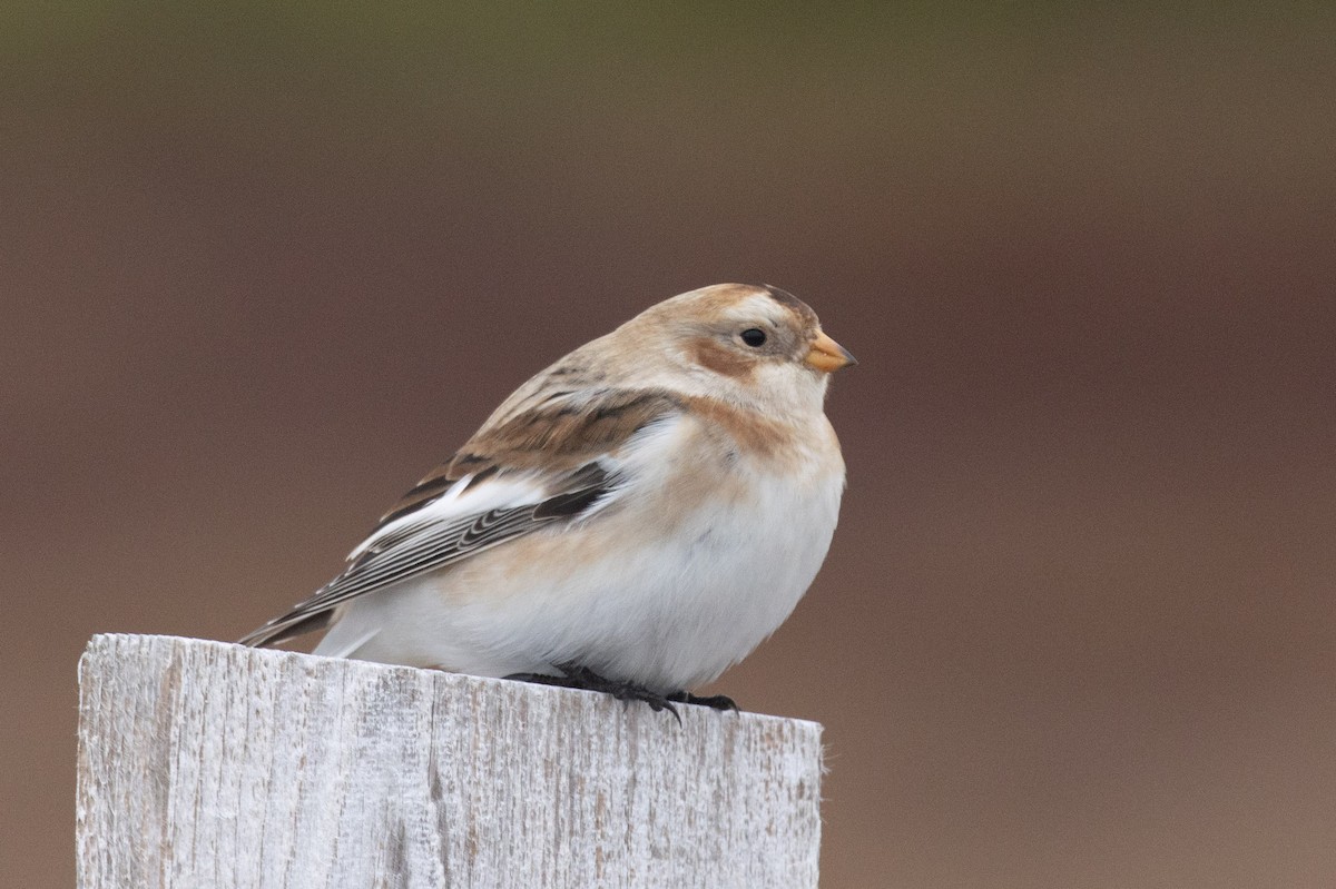 Snow Bunting - ML646962959