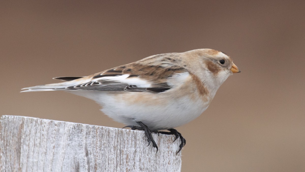 Snow Bunting - ML646962960