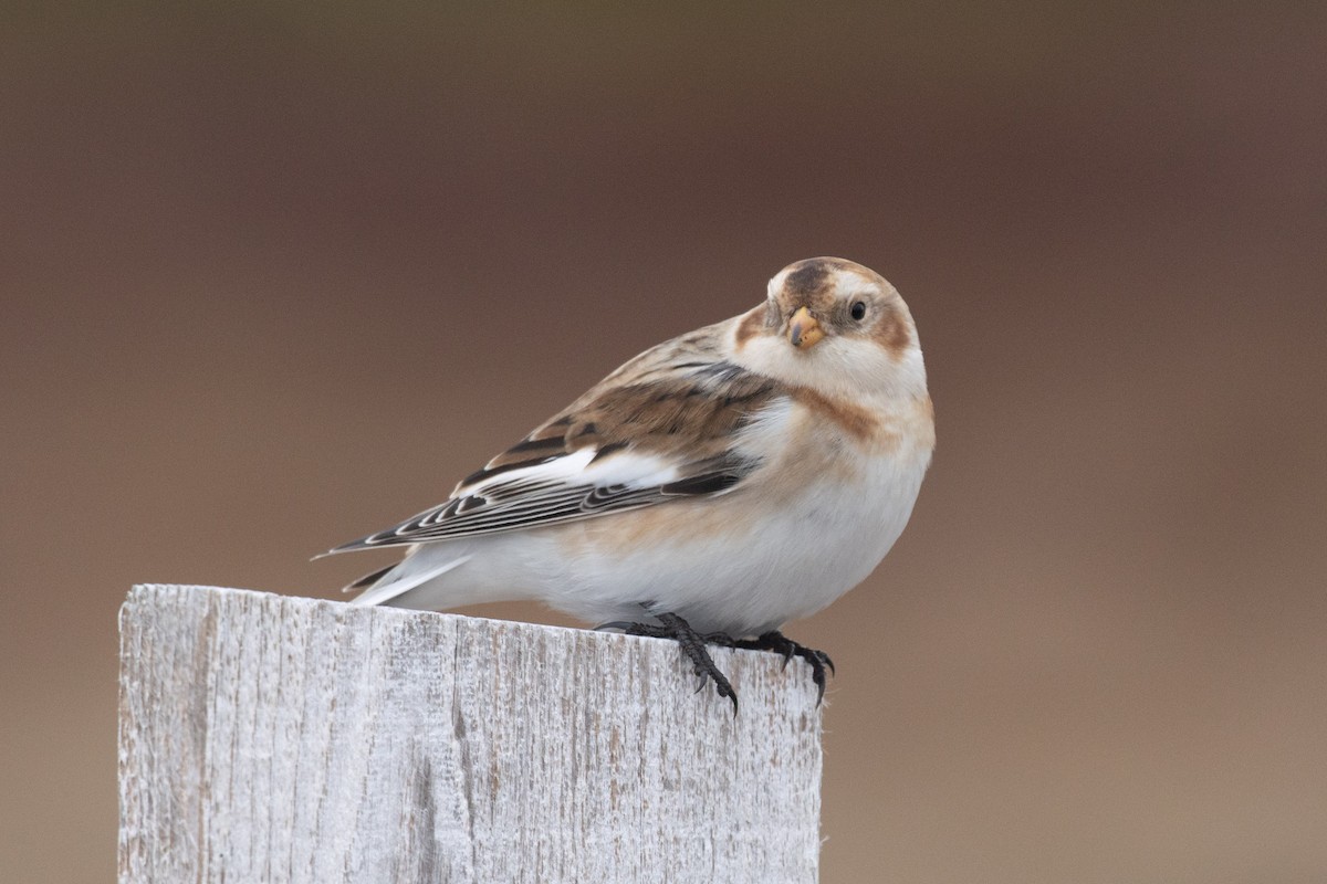 Snow Bunting - ML646962961