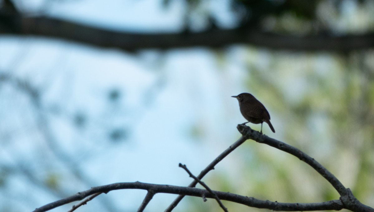 Northern House Wren - ML646962969