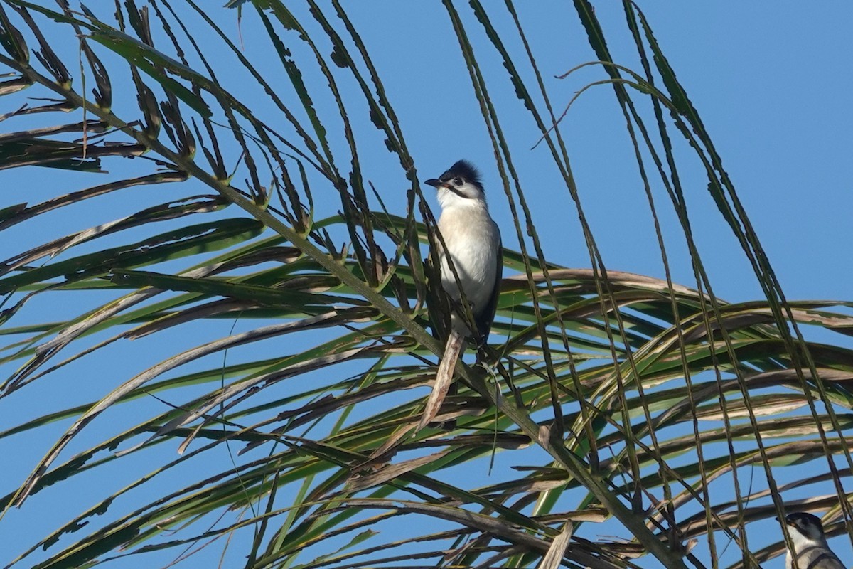 Styan's Bulbul - ML646962970