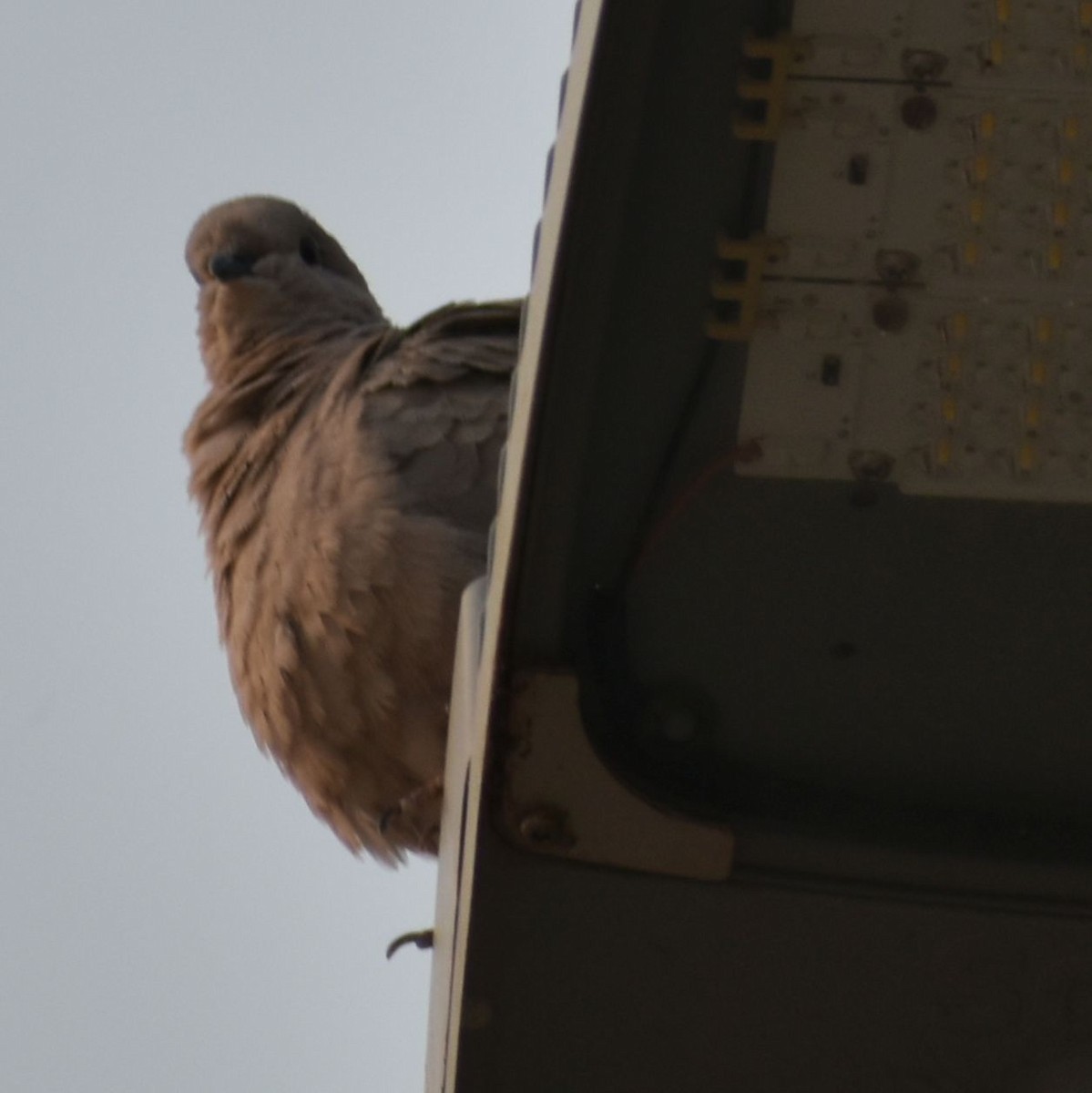 Eurasian Collared-Dove - ML646962971