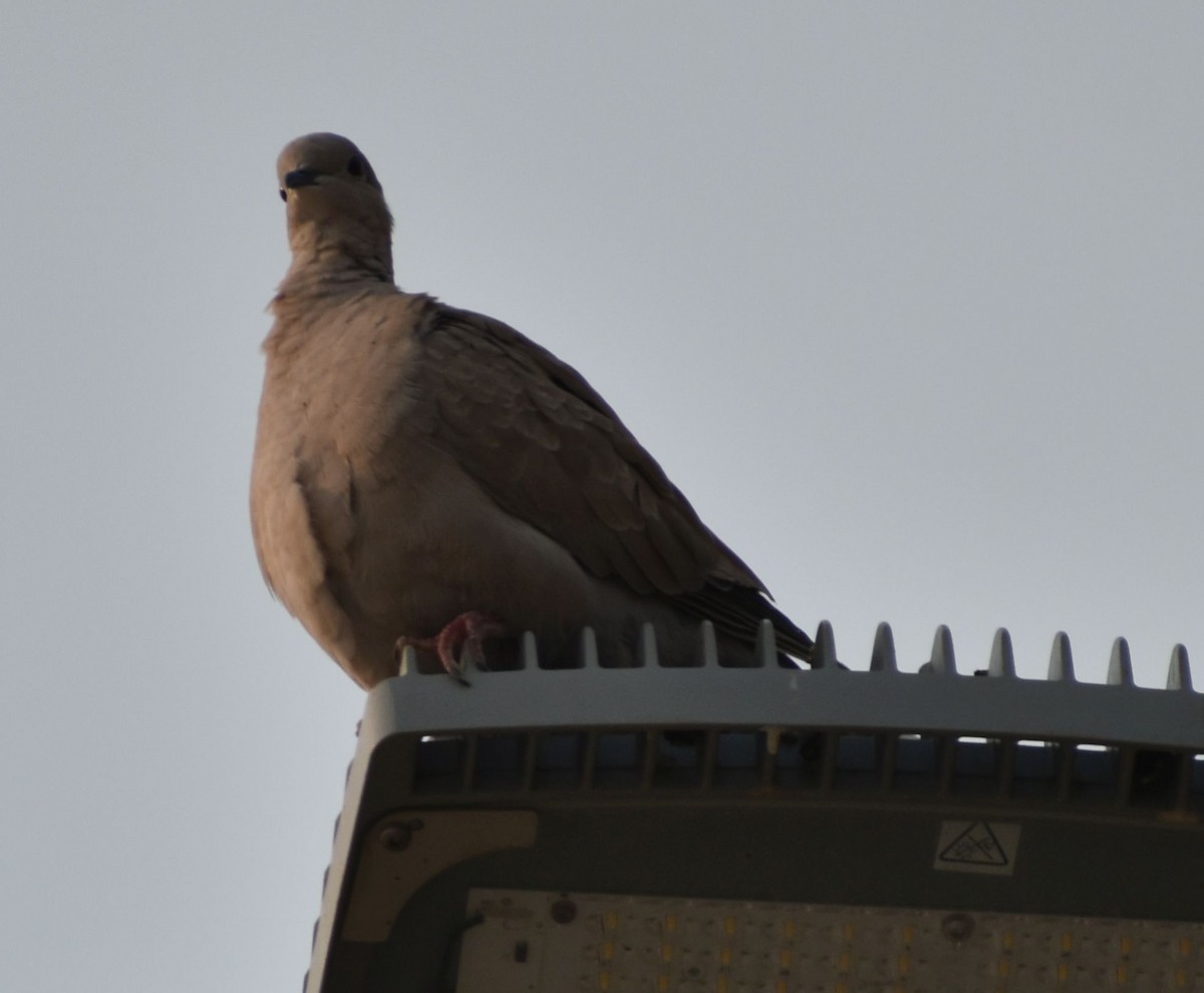 Eurasian Collared-Dove - ML646962972