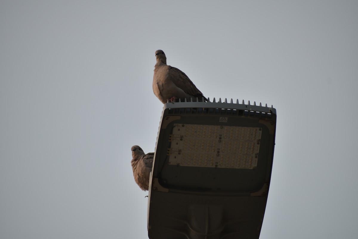 Eurasian Collared-Dove - ML646962973