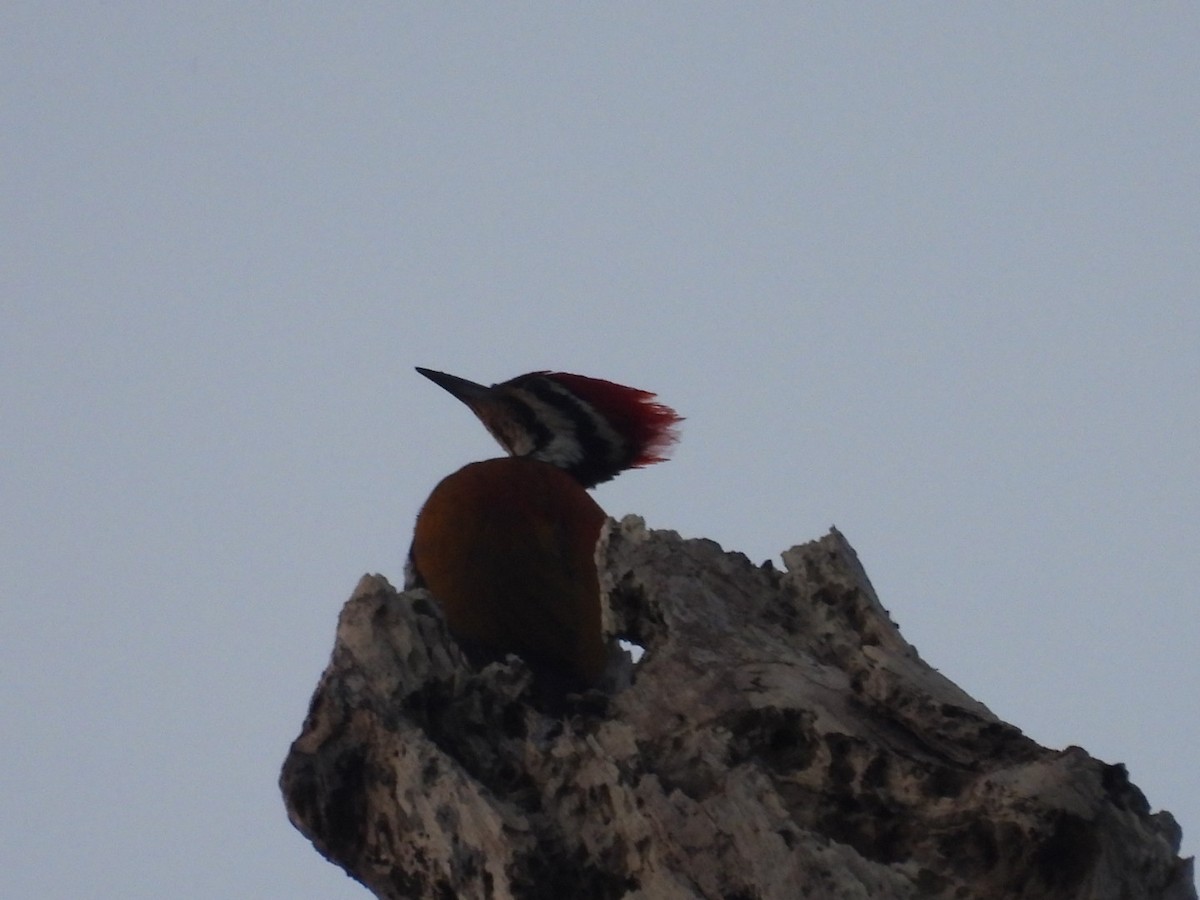 Common Flameback - ML646962974