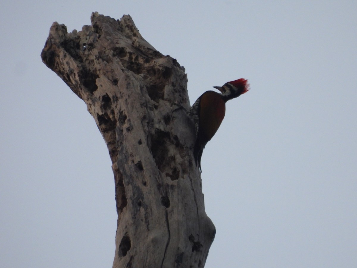 Common Flameback - ML646962975
