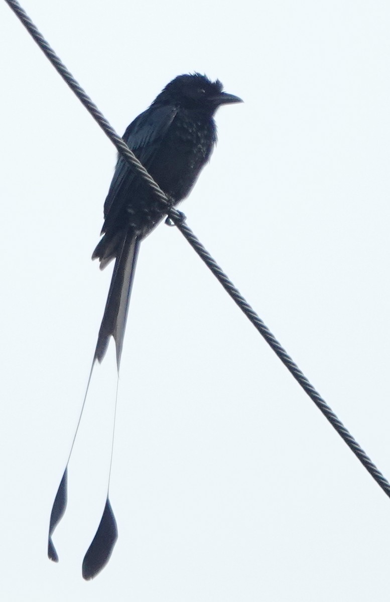 Greater Racket-tailed Drongo - ML646962977