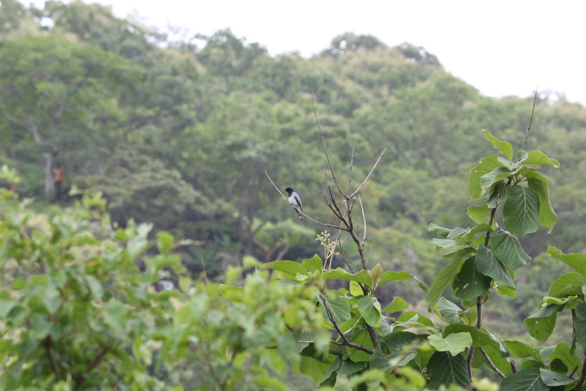Black-headed Cuckooshrike - ML646962979