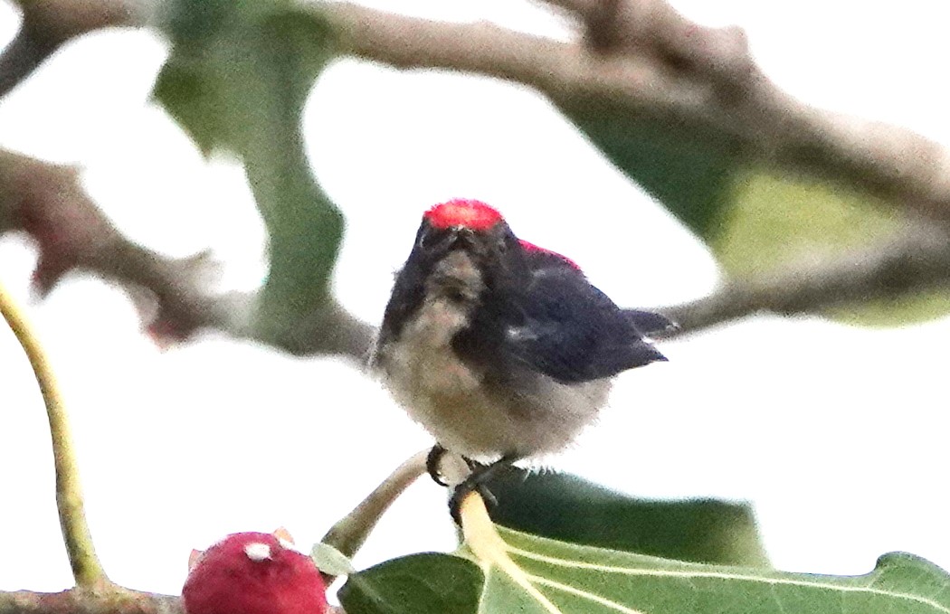 Scarlet-backed Flowerpecker - ML646962981
