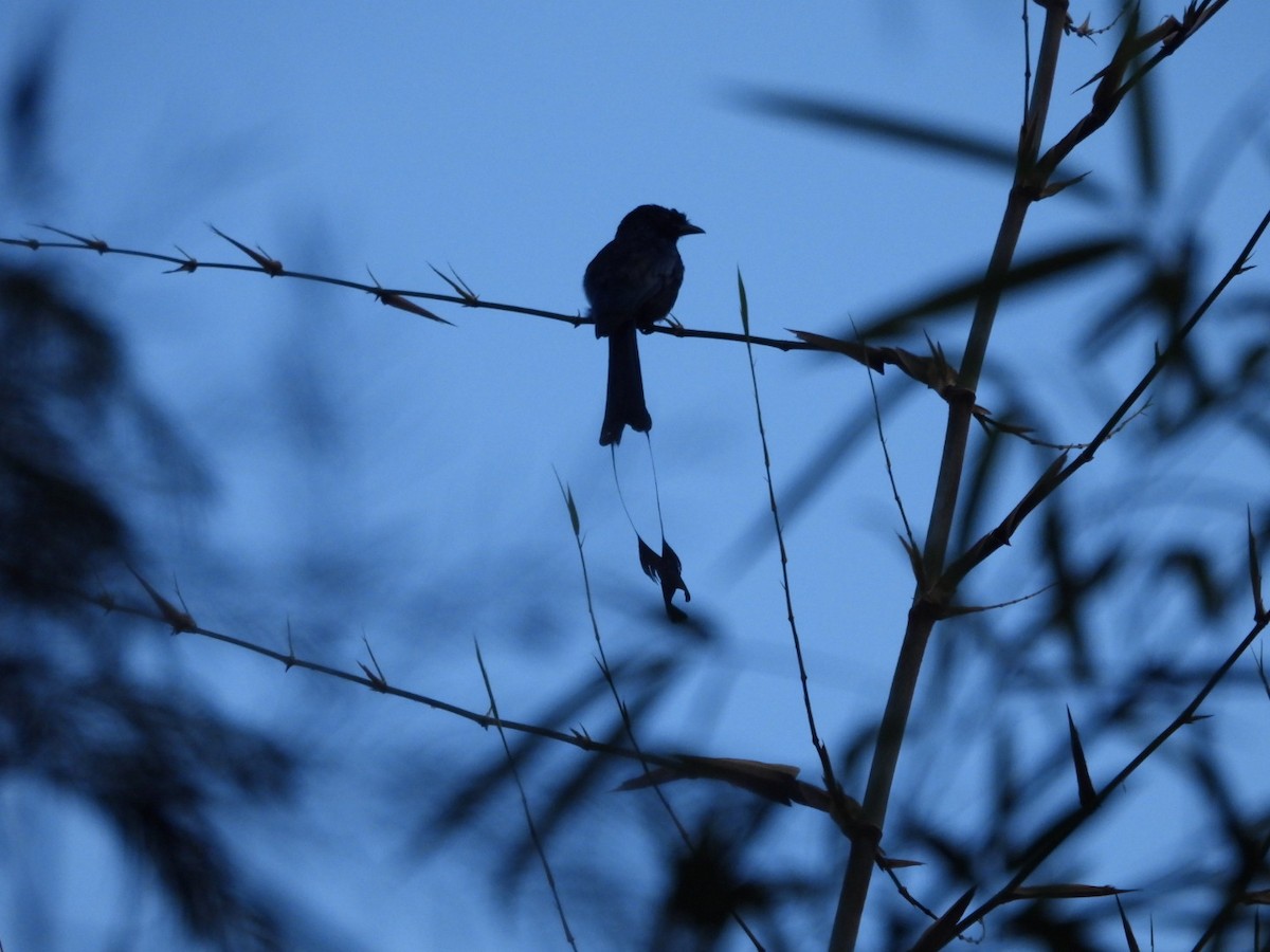 Greater Racket-tailed Drongo - ML646962982