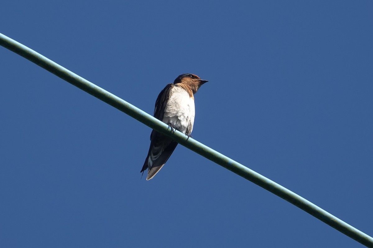 Pacific Swallow - ML646962985