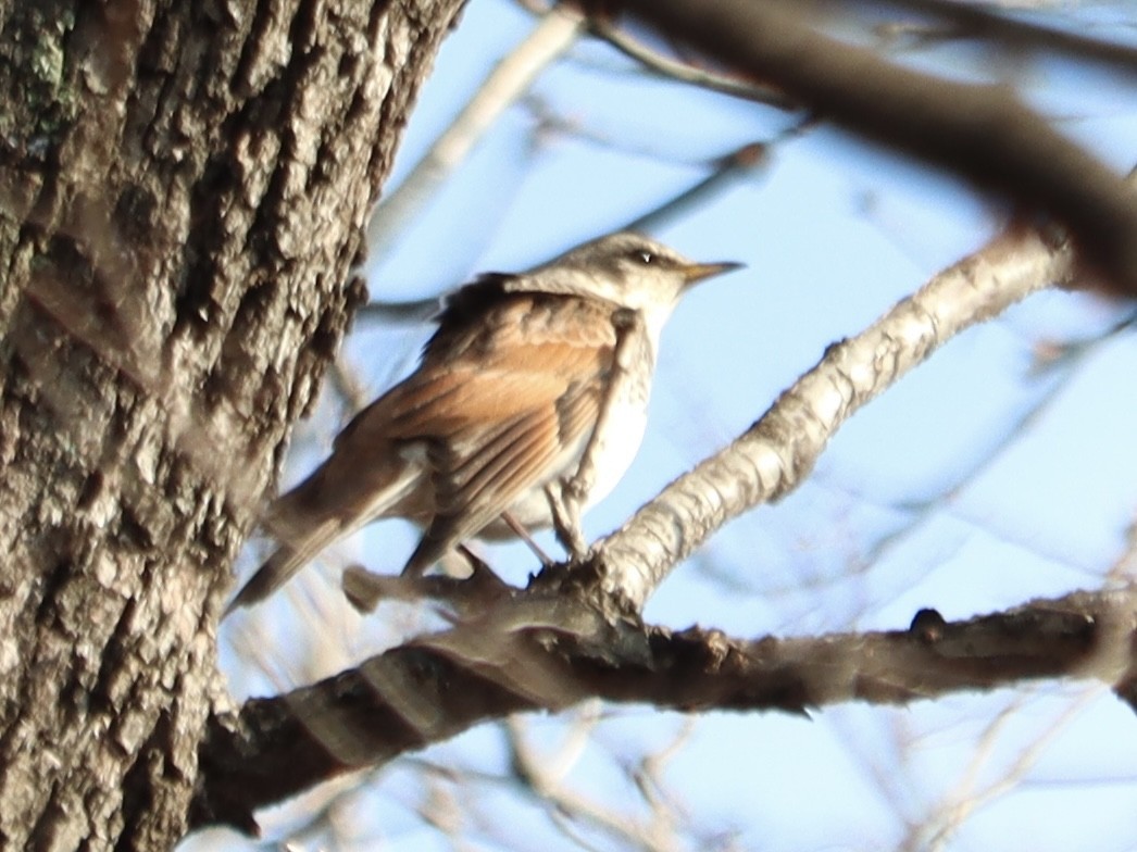 Dusky Thrush - ML646962986