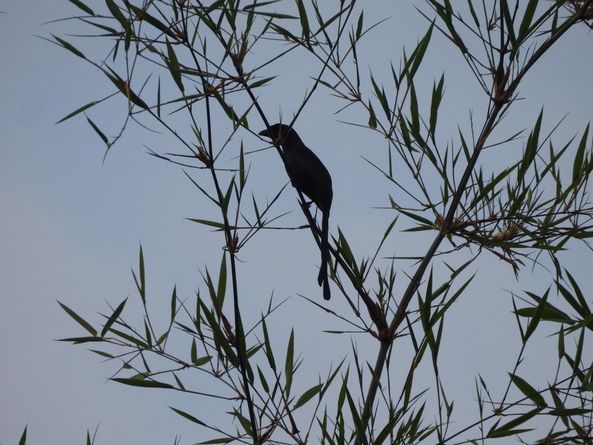 Racket-tailed Treepie - ML646962987