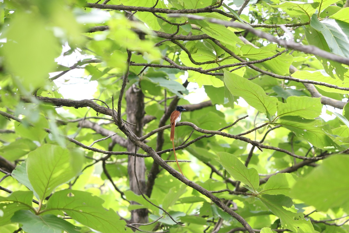 Indian Paradise-Flycatcher - ML646962988
