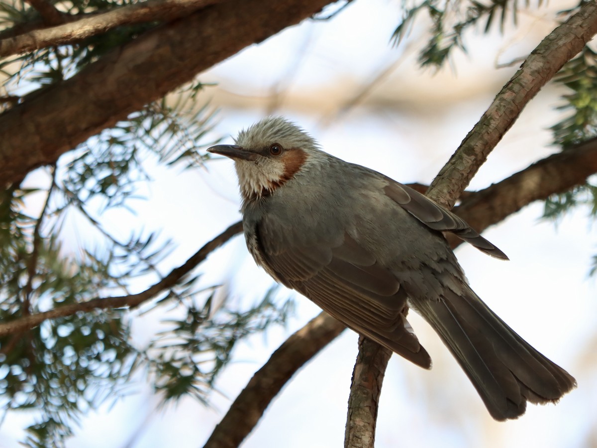 Brown-eared Bulbul - ML646962989
