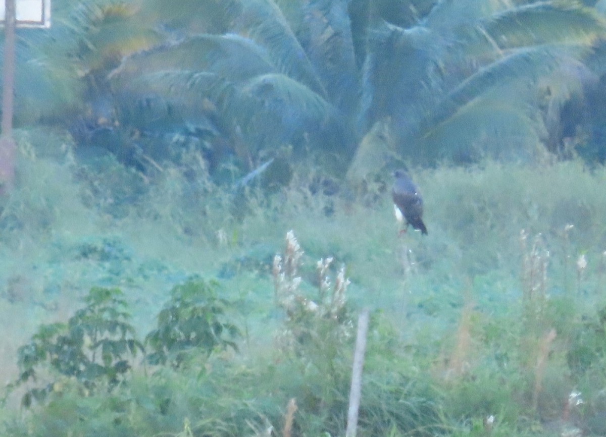 White-tailed Hawk - ML646962990