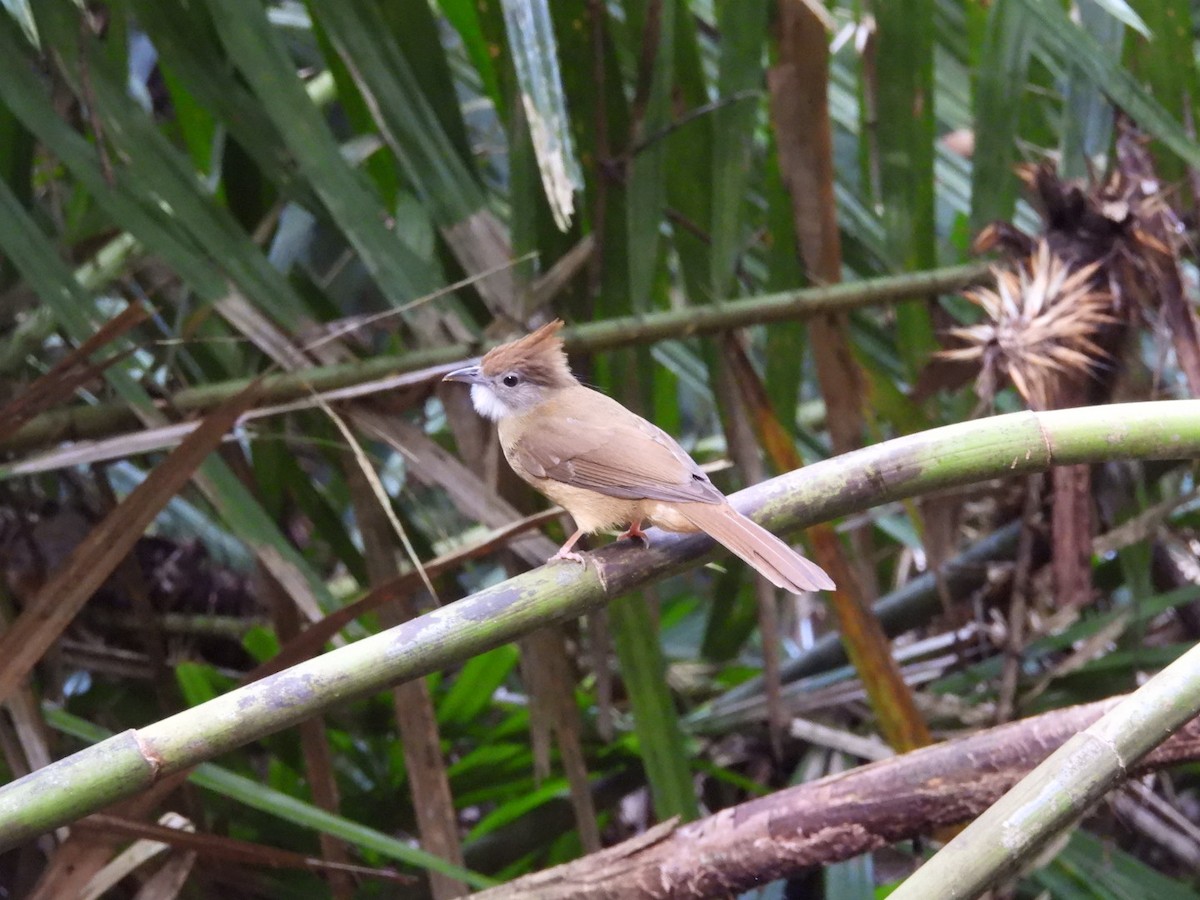 Ochraceous Bulbul - ML646962991