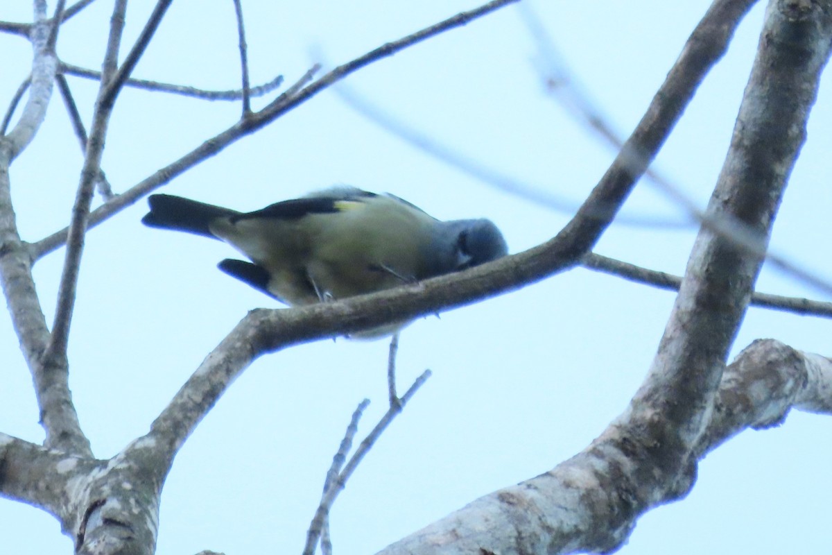 Yellow-winged Tanager - ML646962995