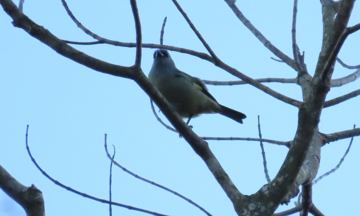 Yellow-winged Tanager - ML646962996