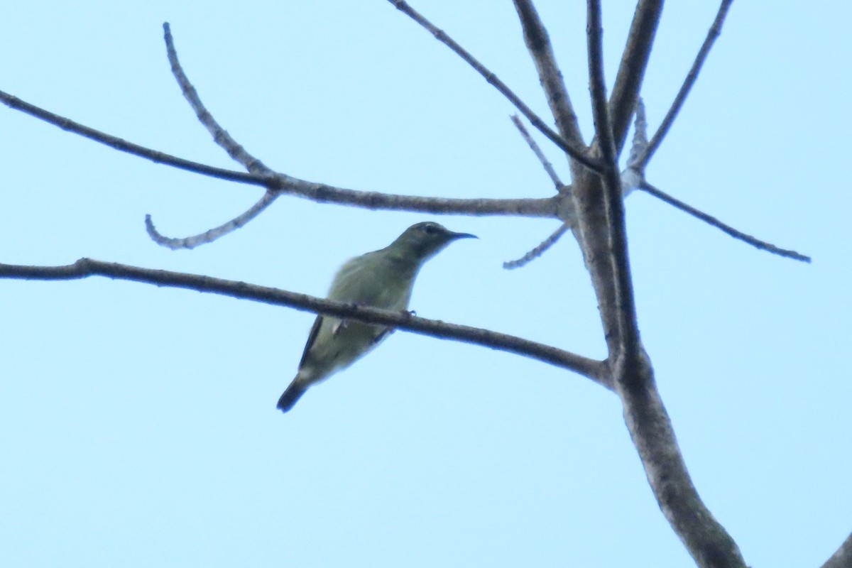 Red-legged Honeycreeper - ML646962997
