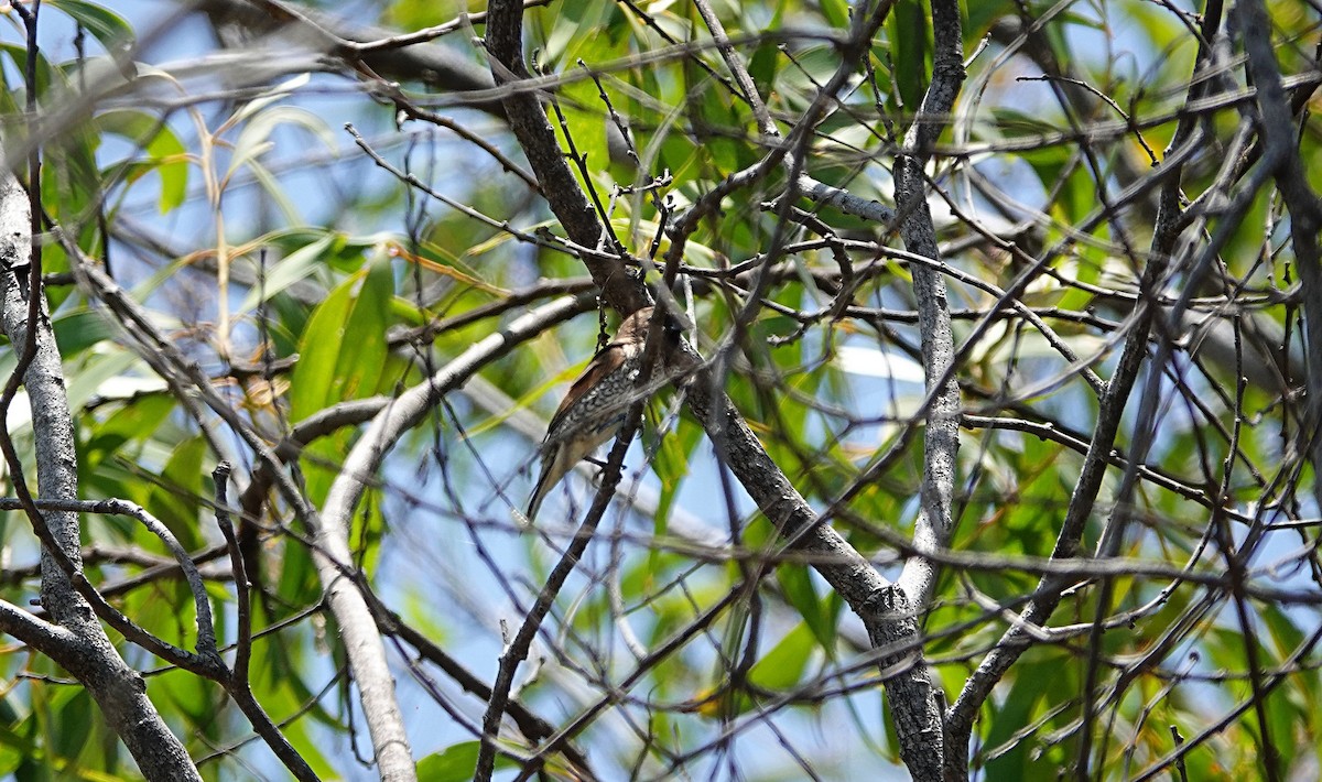 Scaly-breasted Munia - ML646962999