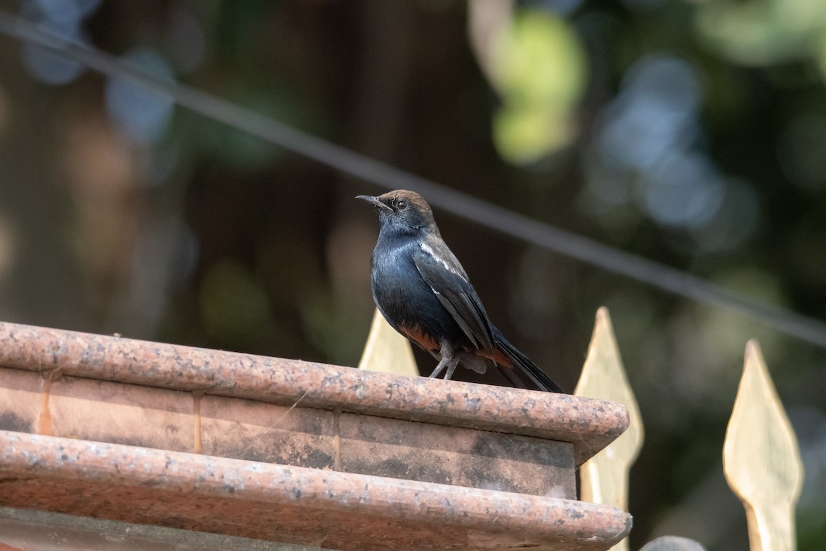 Indian Robin - ML646963003