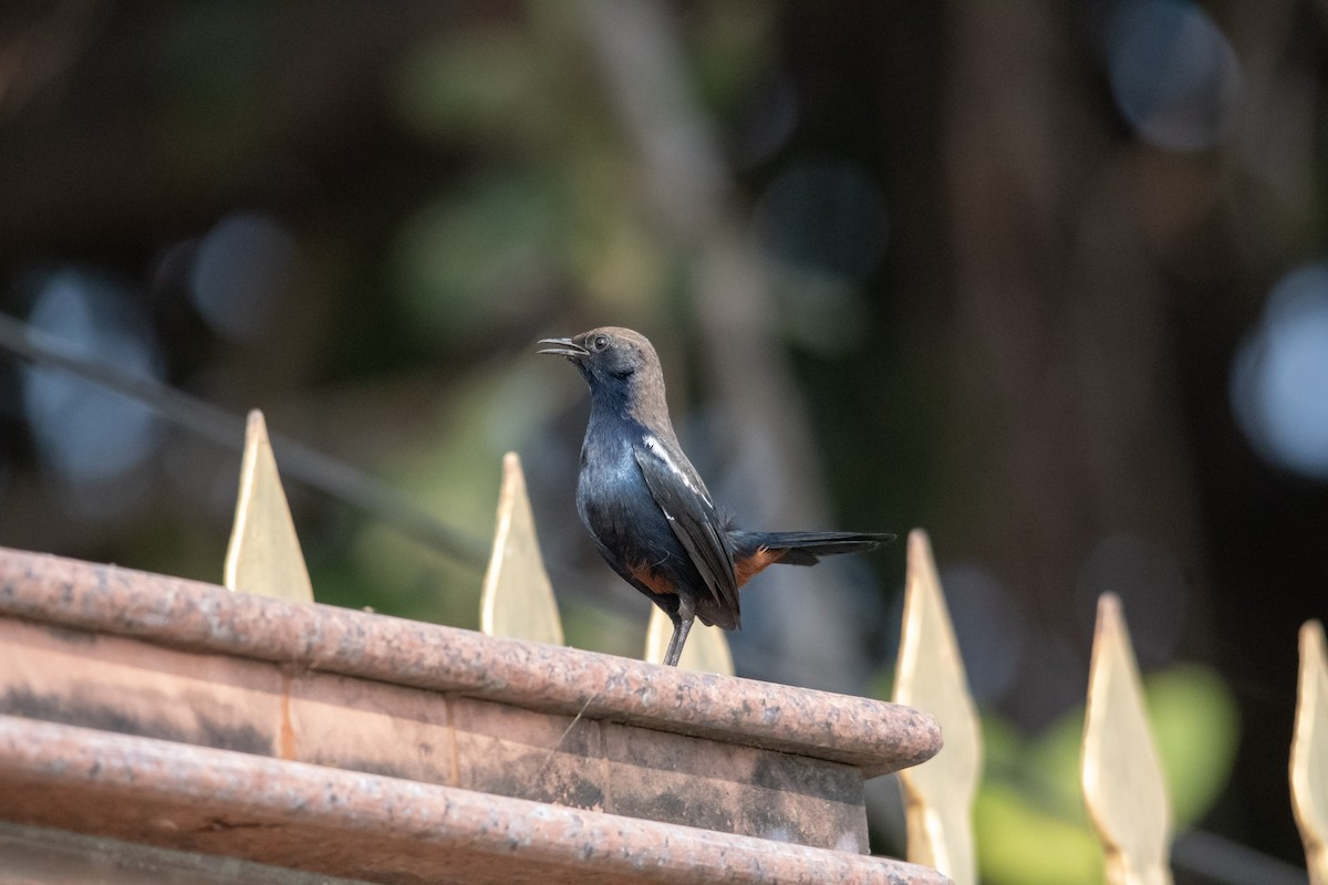 Indian Robin - ML646963004