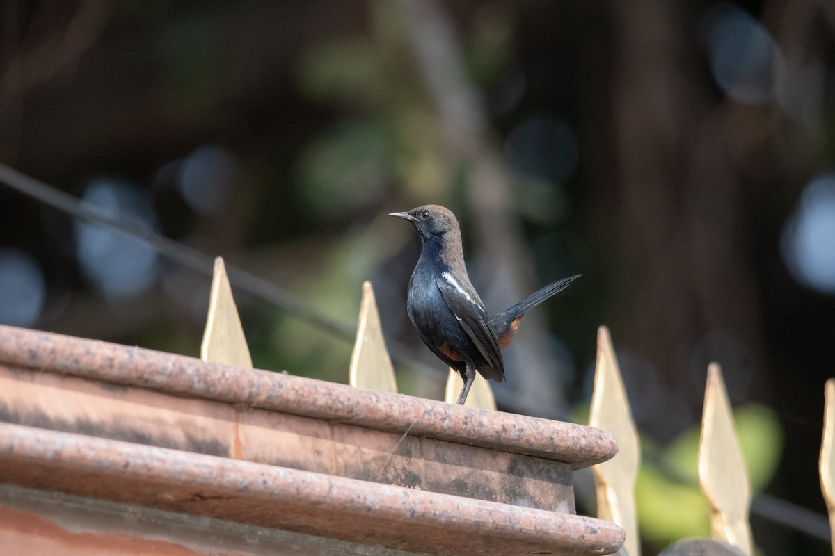 Indian Robin - ML646963005