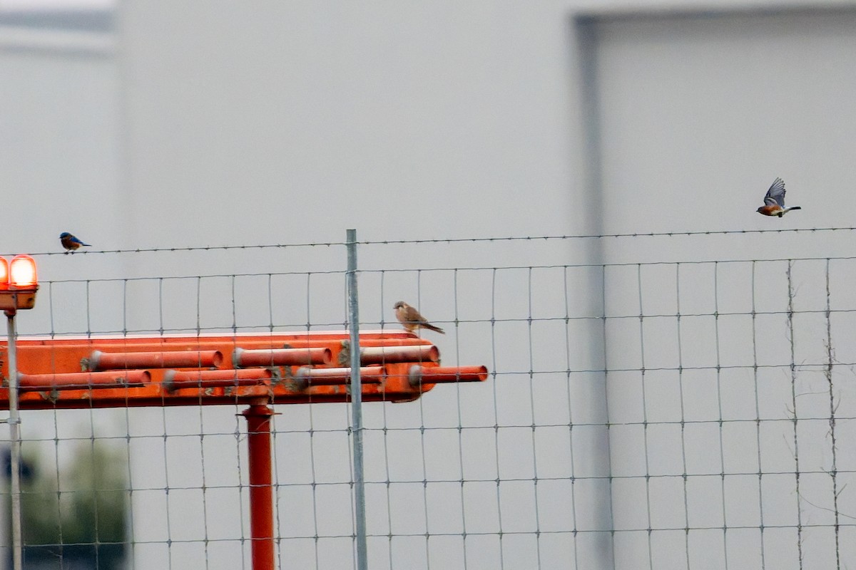 Eastern Bluebird - ML646963007