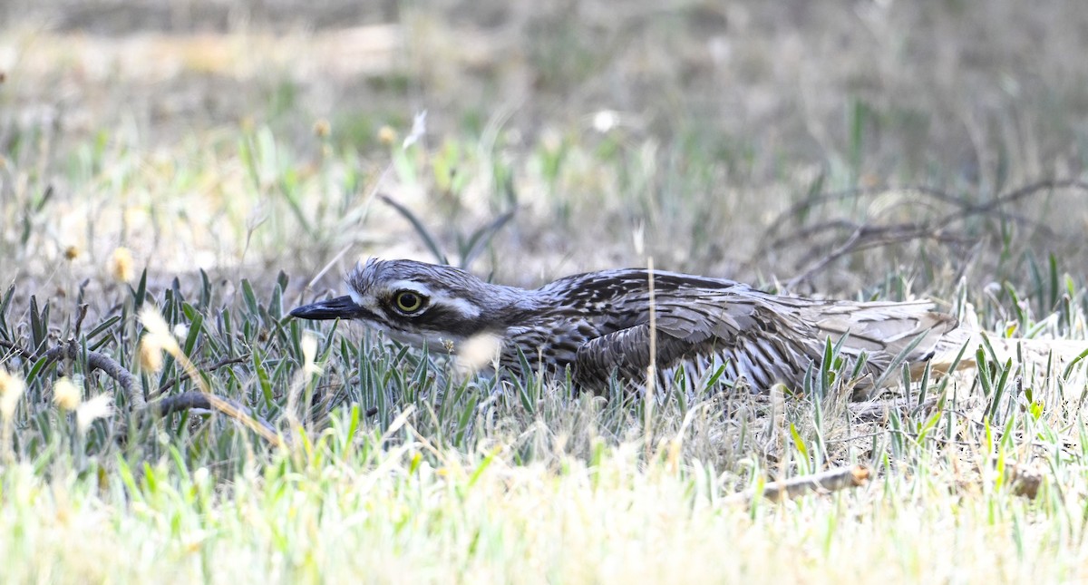 Uzun Kuyruklu Kocagöz - ML646963008