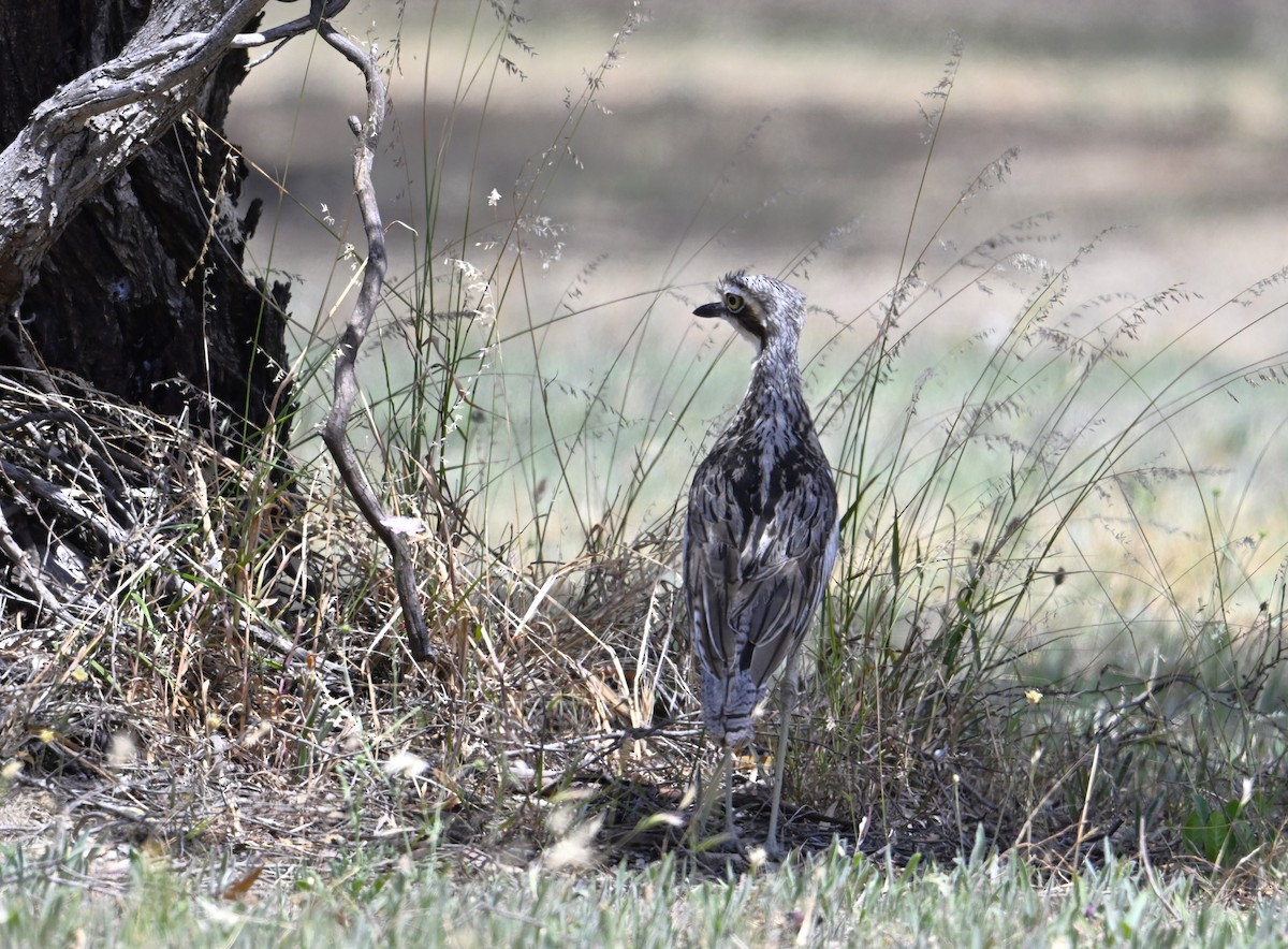 Uzun Kuyruklu Kocagöz - ML646963009
