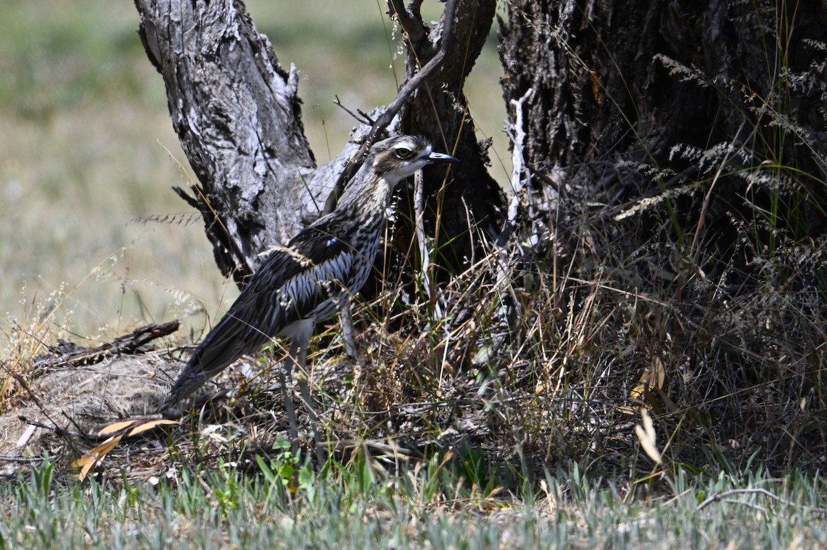 Uzun Kuyruklu Kocagöz - ML646963013