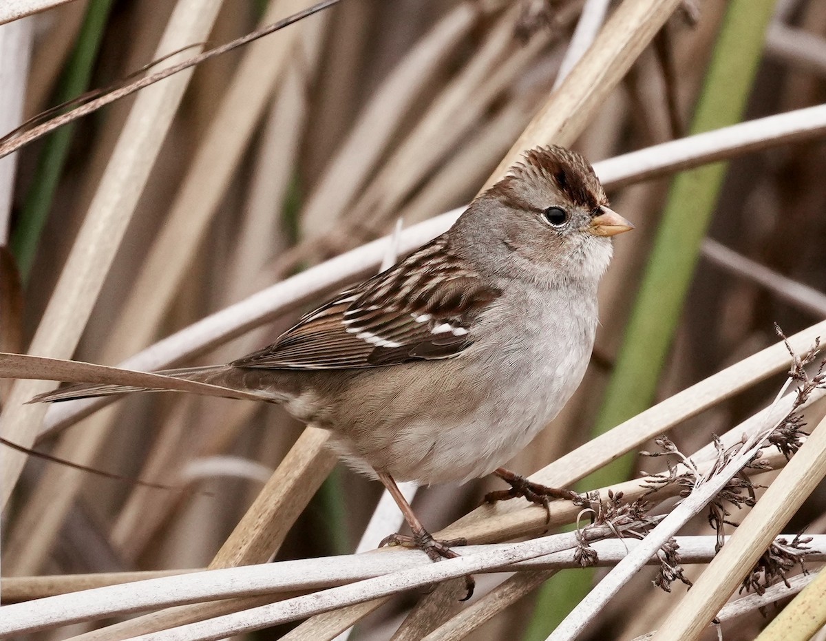 גיבתונית לבנת-כיפה - ML646963028