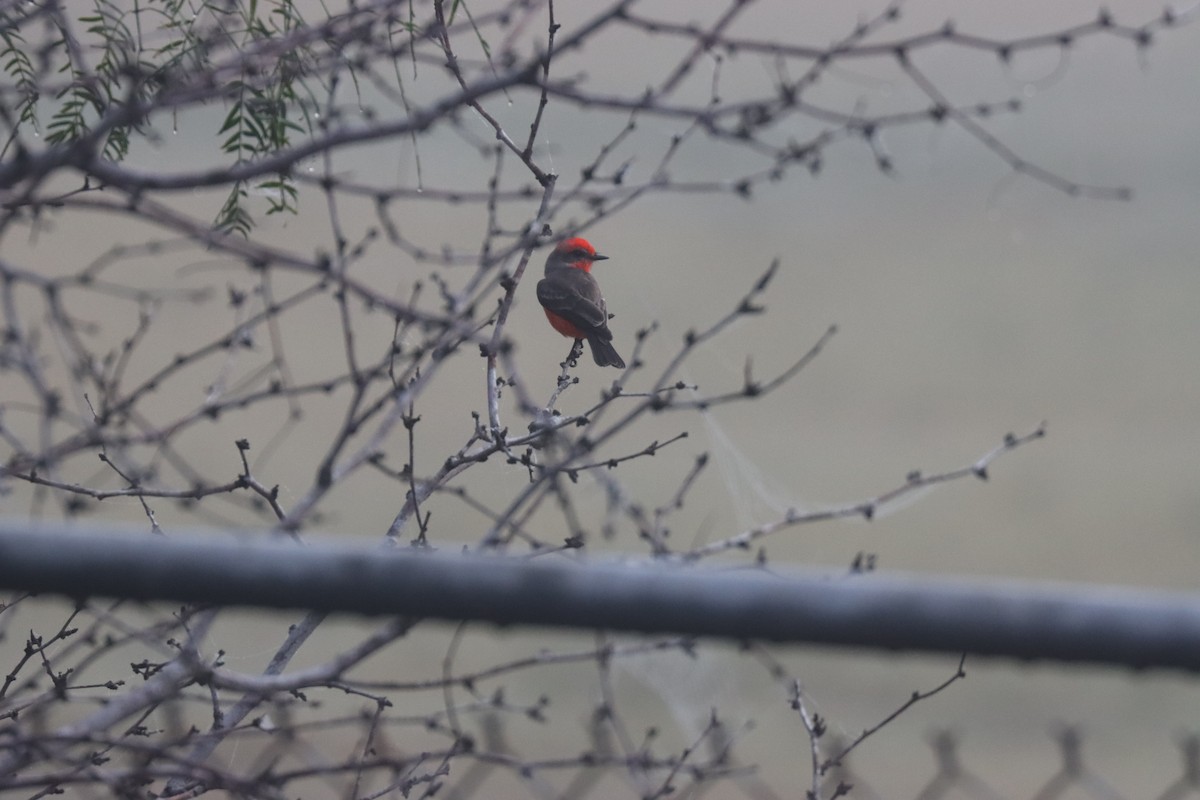 Moucherolle vermillon - ML646963034