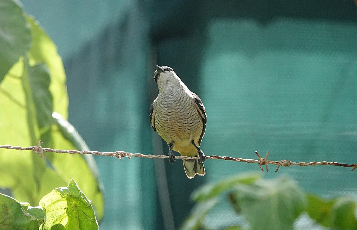 Varied Triller - ML646963035