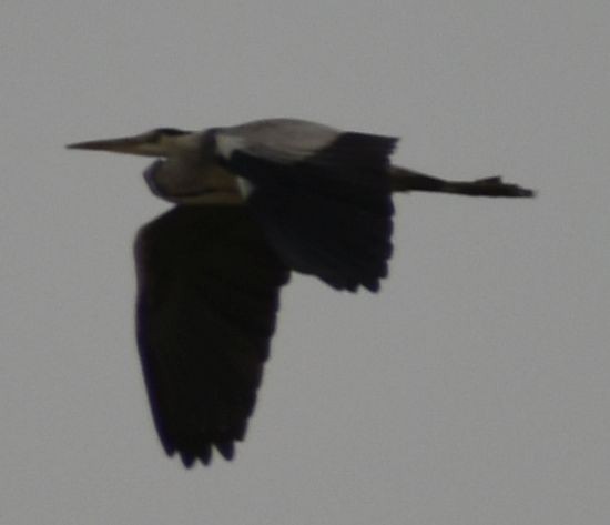 Airone cenerino - ML646963055