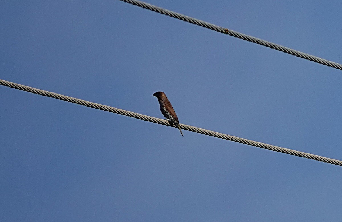 Scaly-breasted Munia - ML646963065