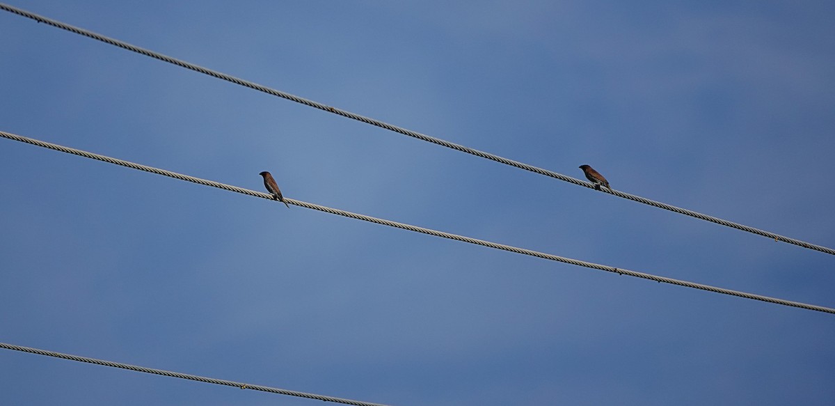 Scaly-breasted Munia - ML646963066