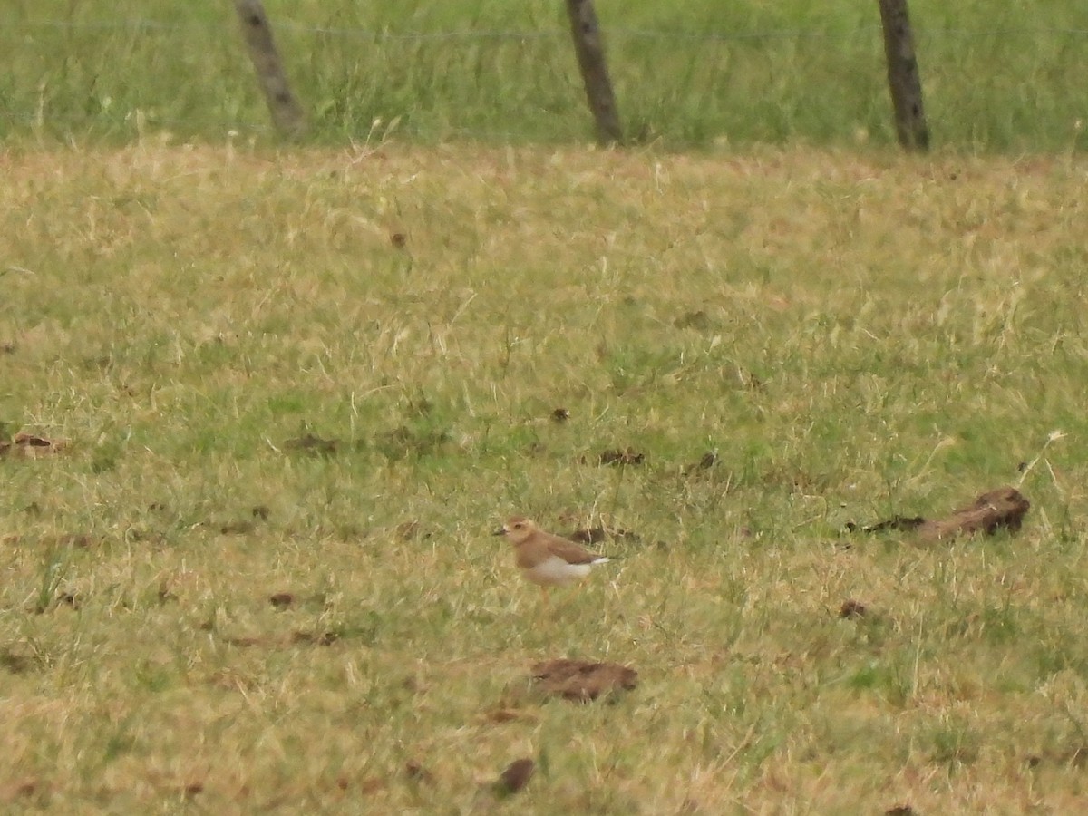 Пісочник довгоногий - ML646963068