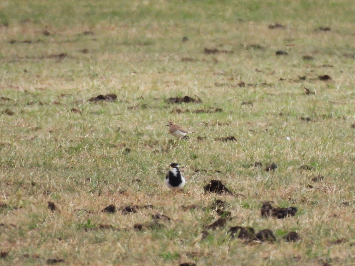 Пісочник довгоногий - ML646963069