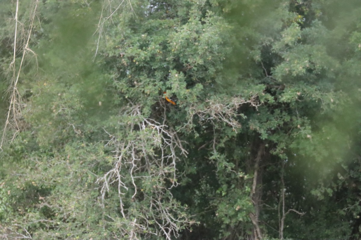 Oriole à gros bec - ML646963072