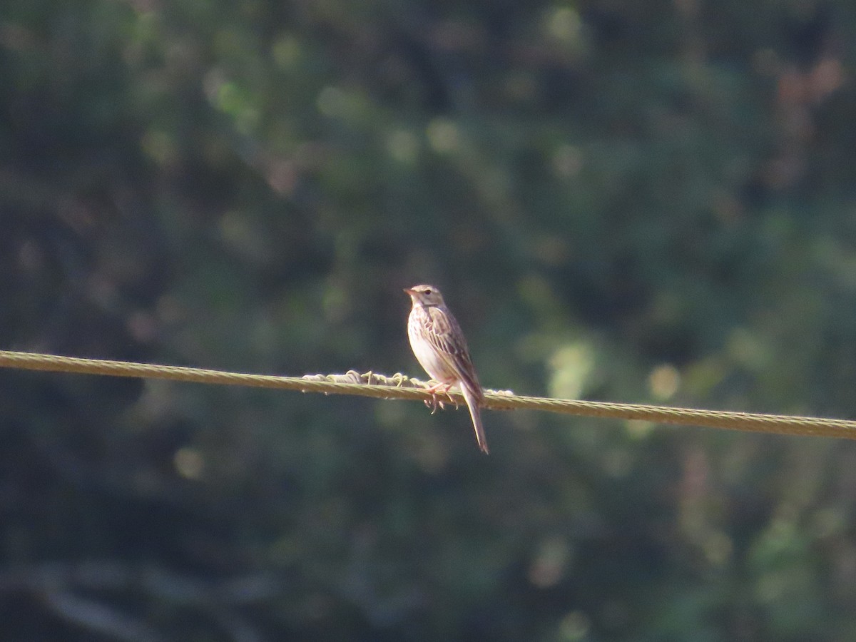 Paddyfield Pipit - ML646963075