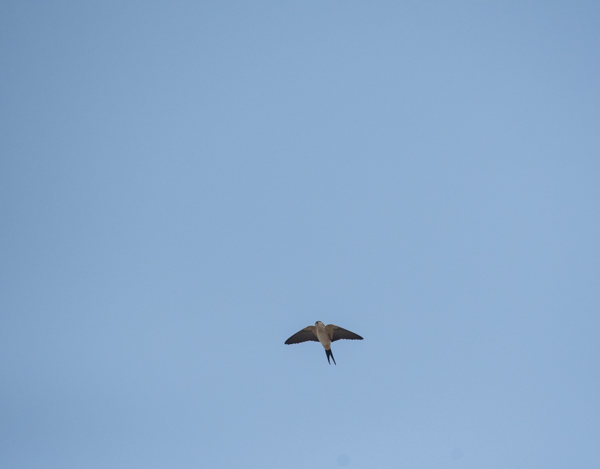 Eastern Red-rumped Swallow - ML646963097