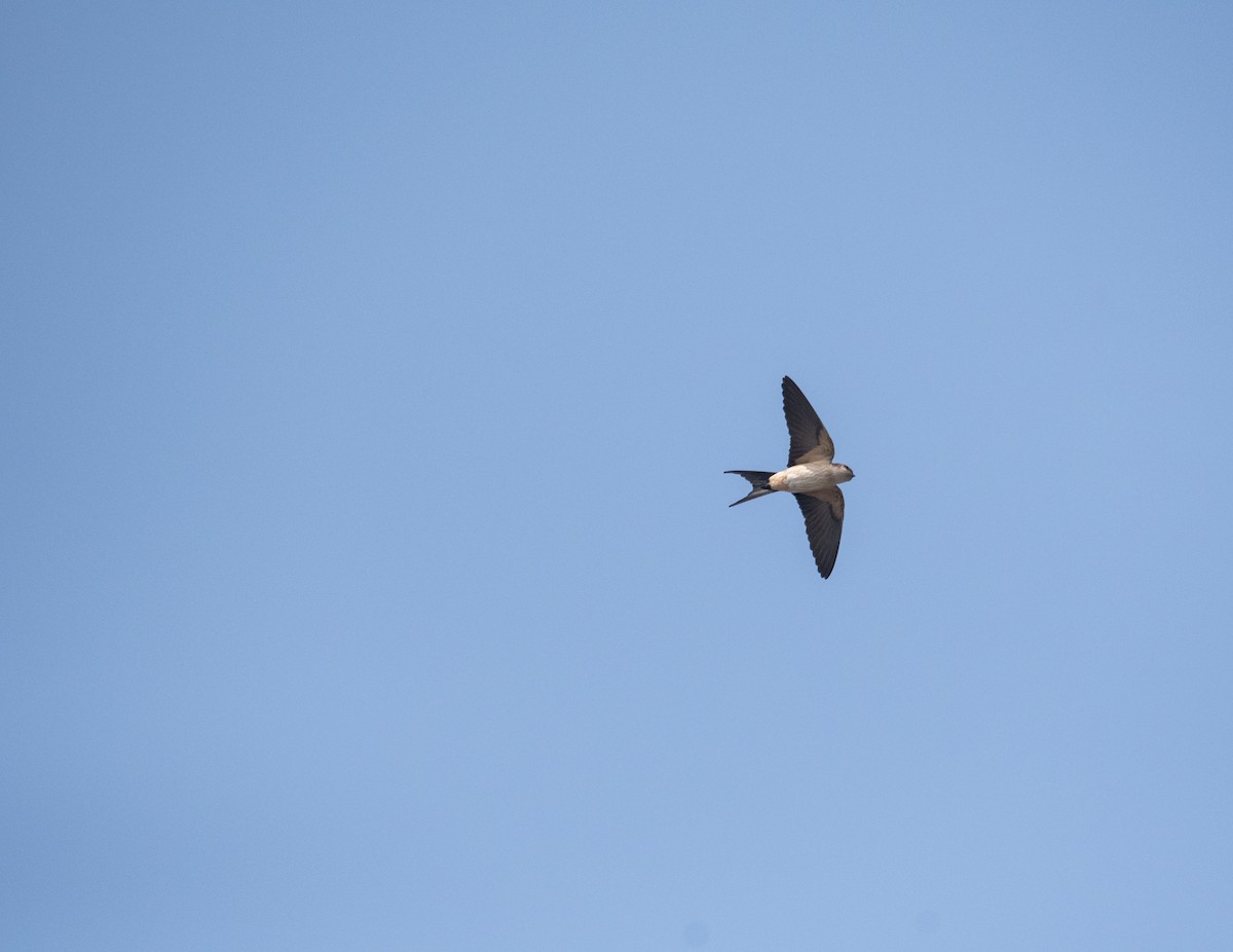 Eastern Red-rumped Swallow - ML646963098