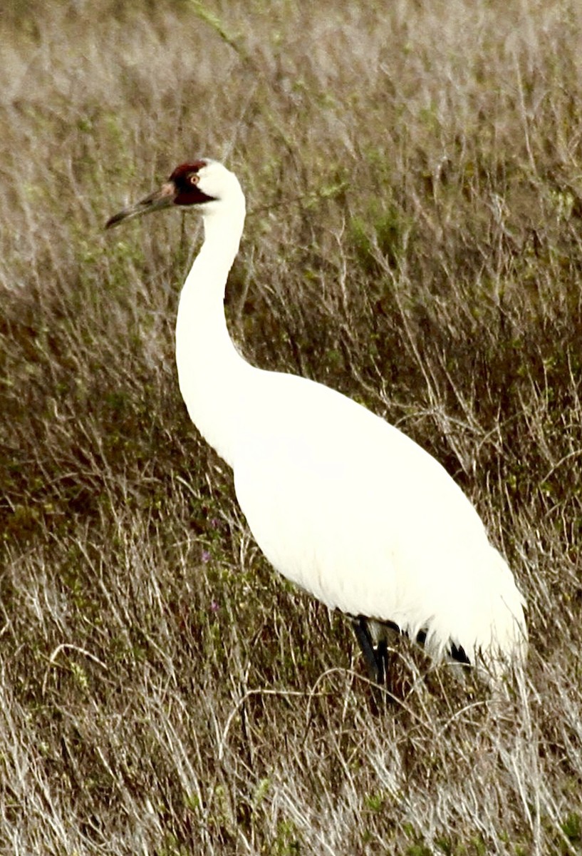 Grulla Trompetera - ML646963099