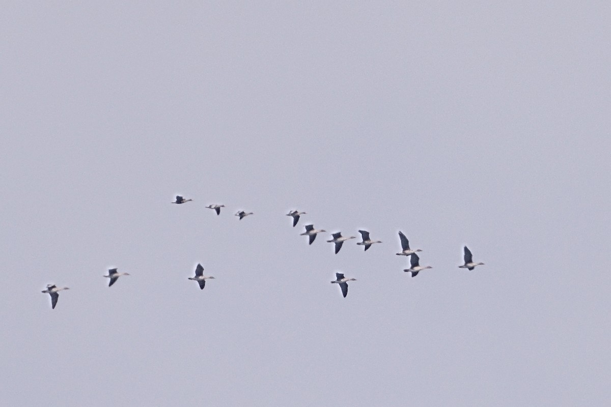 Greater White-fronted Goose - ML646963104