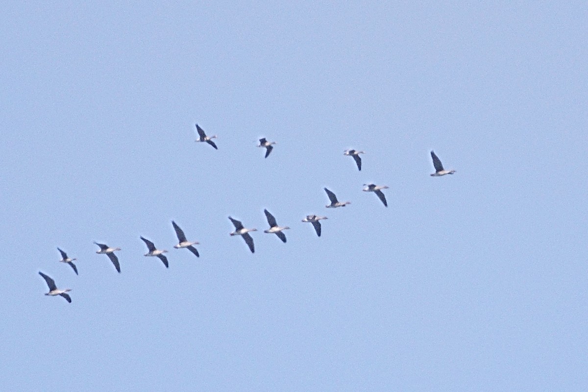 Greater White-fronted Goose - ML646963105
