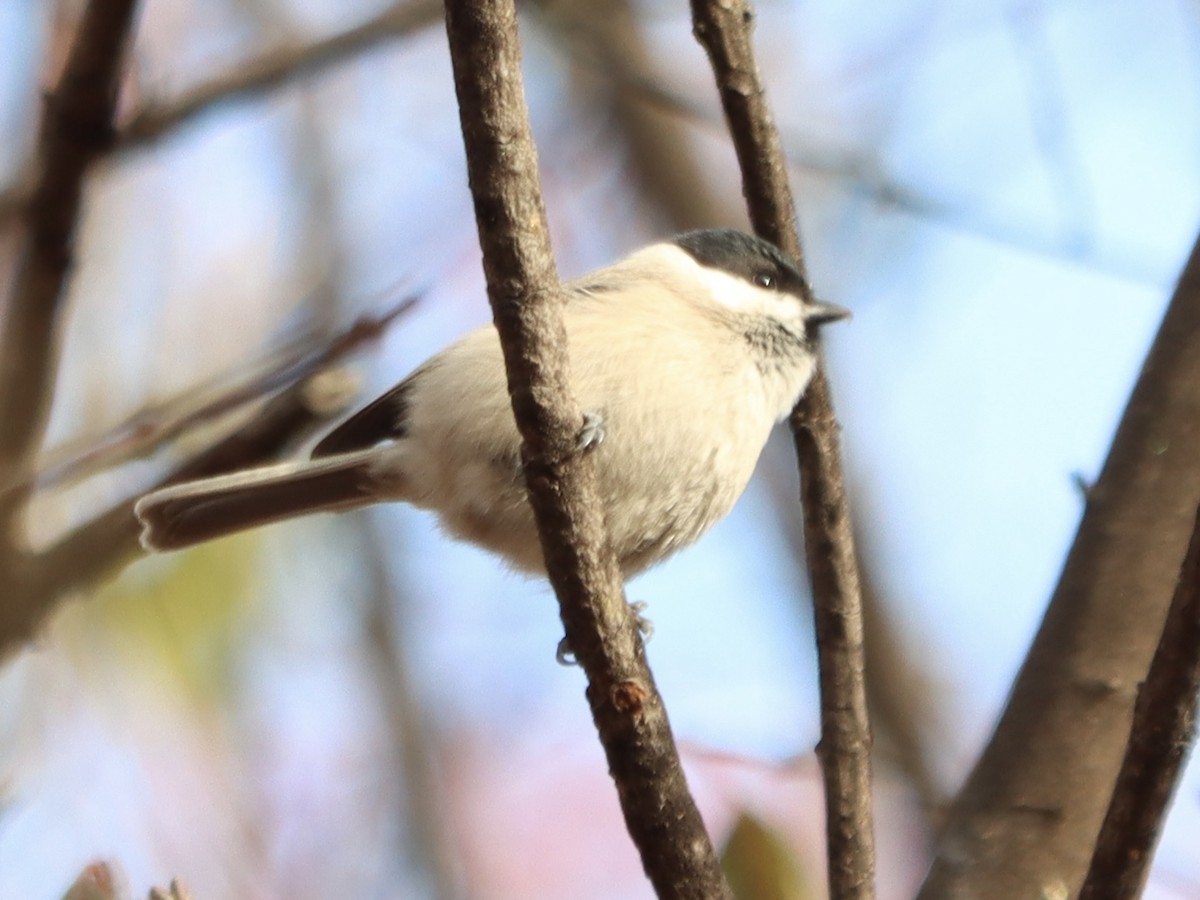 Marsh Tit - ML646963106