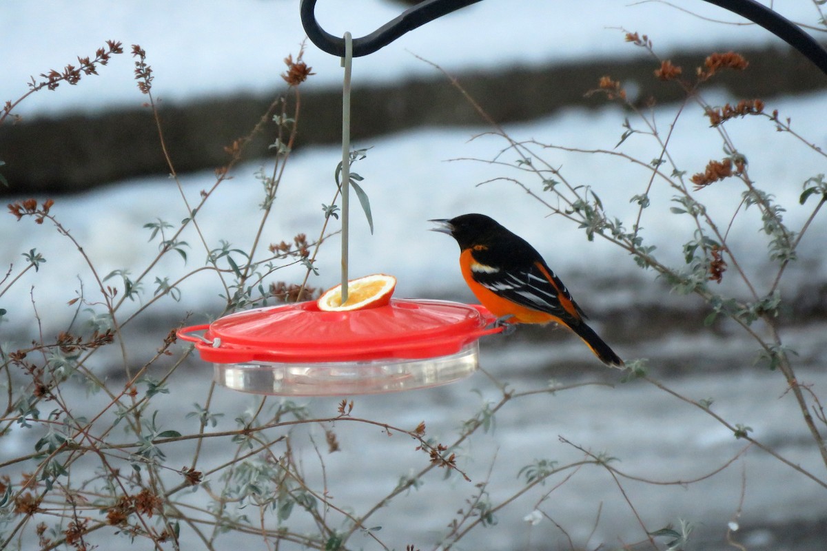 Baltimore Oriole - ML646963108