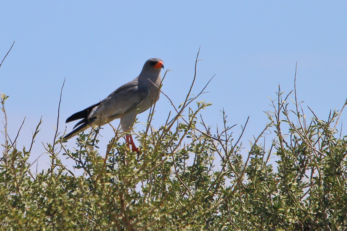 נץ קולני בהיר - ML646963112